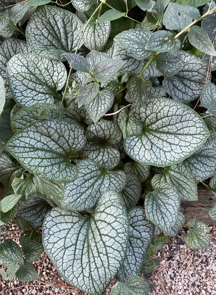 Plant name: Siberian Bugloss Brunnera macrophylla 